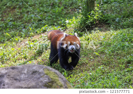 Red Panda Tama Zoo 121577771