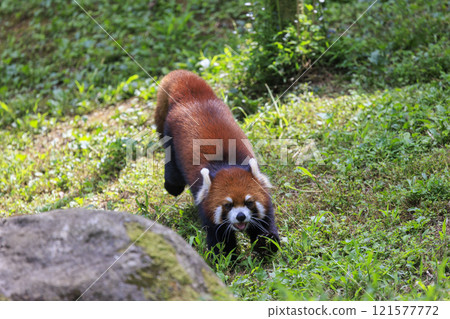 Red Panda Tama Zoo 121577772