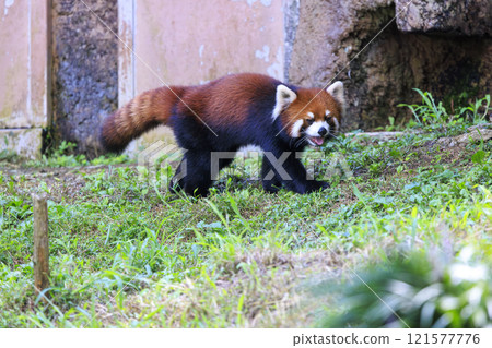 Red Panda Tama Zoo 121577776