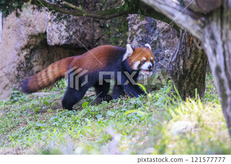 紅熊貓多摩動物園 紅熊貓多摩動物園 121577777