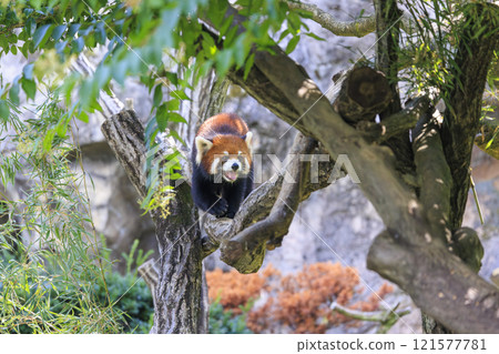 Red Panda Tama Zoo Red Panda Tama Zoo 121577781