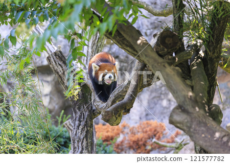 Red Panda Tama Zoo 121577782