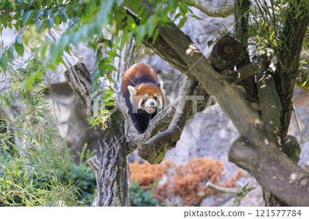 Red Panda Tama Zoo Red Panda Tama Zoo 121577784
