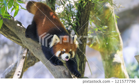Red Panda Tama Zoo 121577796