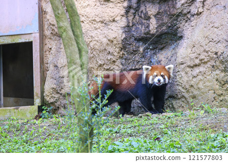 紅熊貓多摩動物園 紅熊貓多摩動物園 121577803