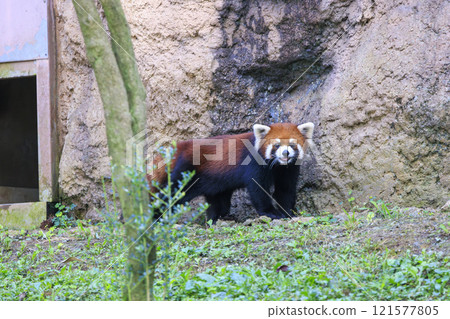 Red Panda Tama Zoo 121577805