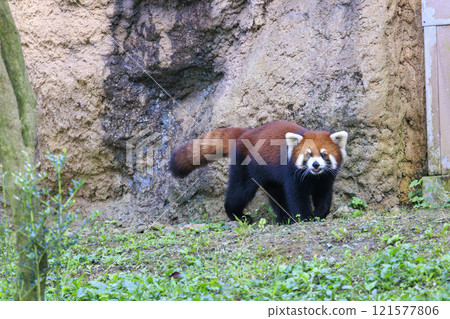 紅熊貓多摩動物園 121577806