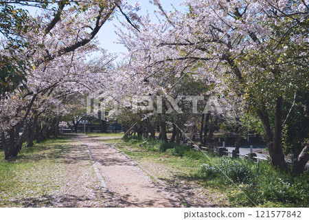 春天的新船場西公園與新船場南公園 121577842