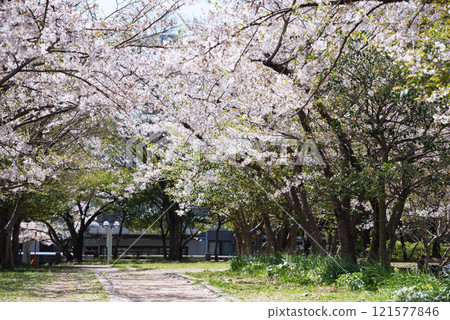 春天的新船場西公園與新船場南公園 121577846
