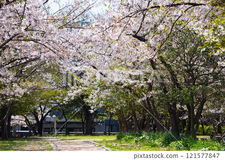 春天的新船場西公園與新船場南公園 121577847