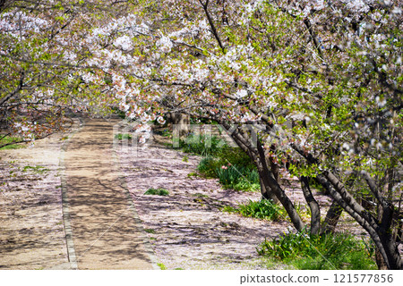 春天的新船場西公園與新船場南公園 春天的新船場西公園與新船場南公園 121577856