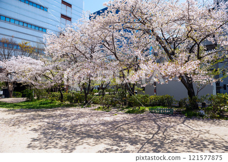 Shinsenba Nishi Park and Shinsenba Minami Park in spring 121577875