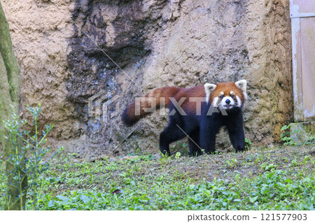Red Panda Tama Zoo 121577903