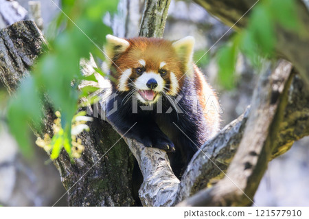 Red Panda Tama Zoo Red Panda Tama Zoo 121577910