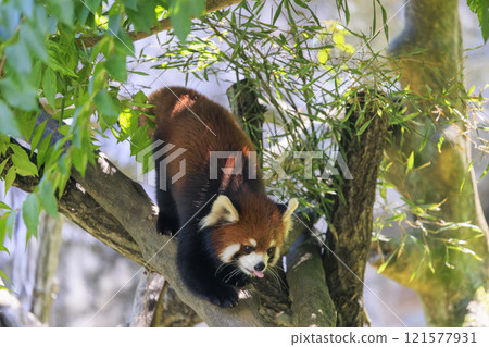 紅熊貓多摩動物園 紅熊貓多摩動物園 121577931