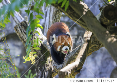 Red Panda Tama Zoo 121577947