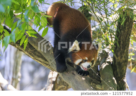 Red Panda Tama Zoo 121577952