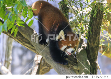 紅熊貓多摩動物園 紅熊貓多摩動物園 121577953