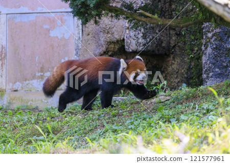 Red Panda Tama Zoo 121577961