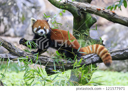 Red Panda Tama Zoo 121577971