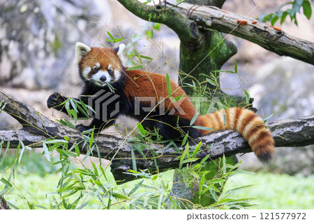 Red Panda Tama Zoo Red Panda Tama Zoo 121577972