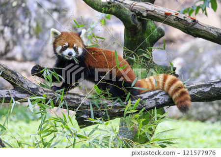 Red Panda Tama Zoo Red Panda Tama Zoo 121577976