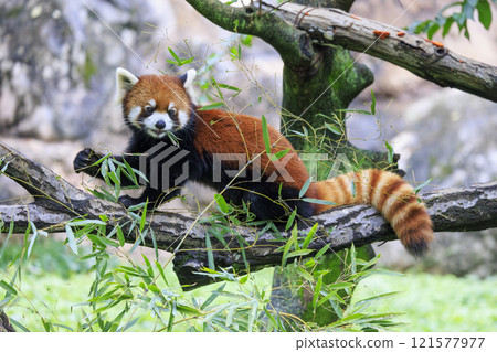 紅熊貓多摩動物園 121577977