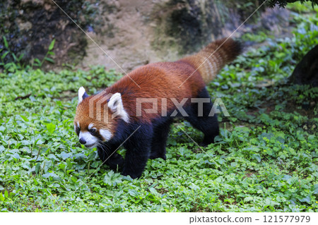 Red Panda Tama Zoo 121577979