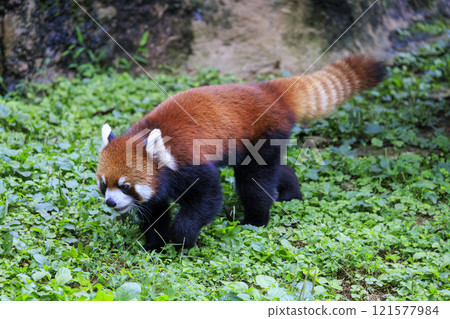 Red Panda Tama Zoo Red Panda Tama Zoo 121577984