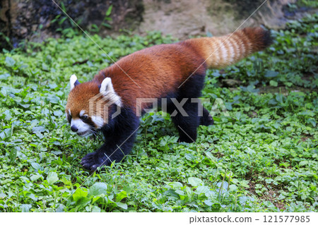 Red Panda Tama Zoo 121577985