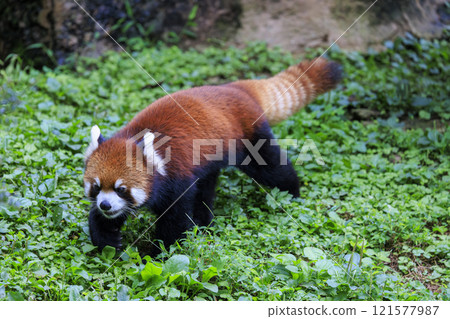 Red Panda Tama Zoo 121577987