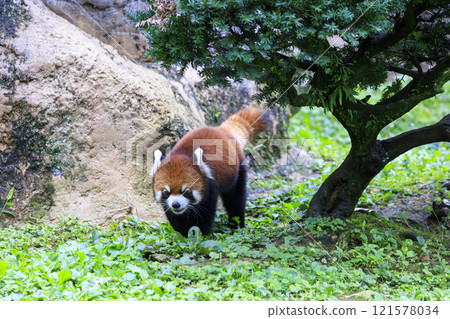 Red Panda Tama Zoo Red Panda Tama Zoo 121578034
