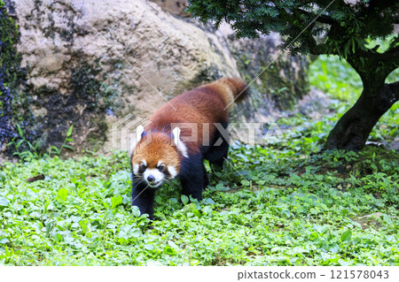 紅熊貓多摩動物園 121578043