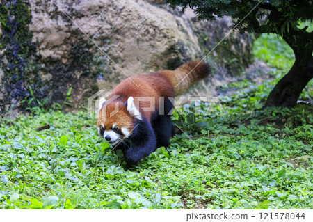 Red Panda Tama Zoo 121578044