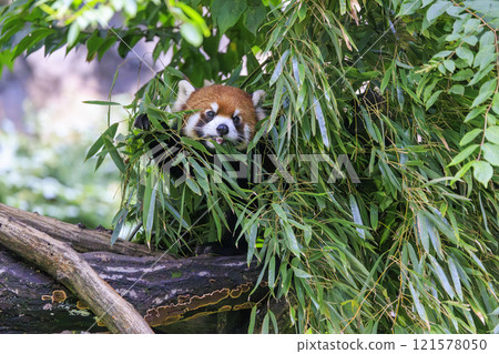 紅熊貓多摩動物園 121578050