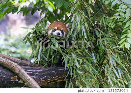紅熊貓多摩動物園 121578054