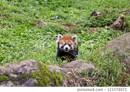 Red Panda Tama Zoo Red Panda Tama Zoo 121578072