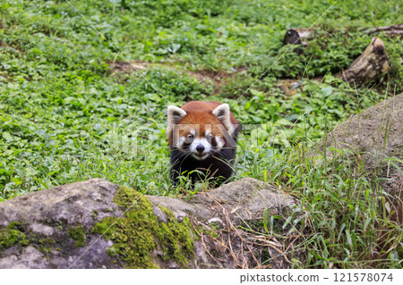 Red Panda Tama Zoo Red Panda Tama Zoo 121578074