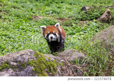 Red Panda Tama Zoo 121578078