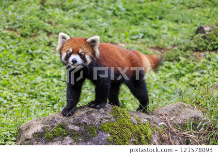紅熊貓多摩動物園 121578093