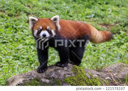 Red Panda Tama Zoo 121578107