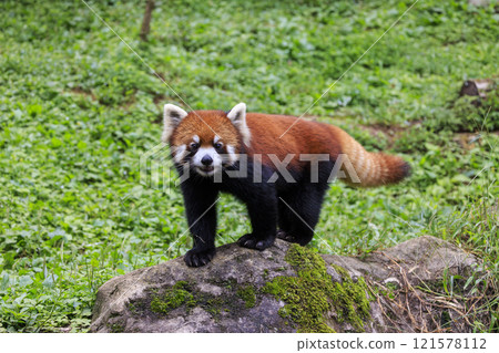 Red Panda Tama Zoo Red Panda Tama Zoo 121578112