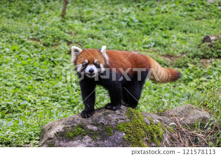 Red Panda Tama Zoo 121578113