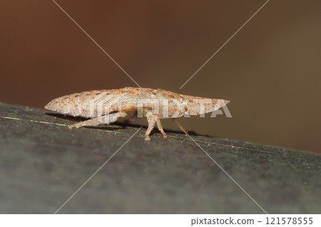 Larvae of owl 121578555