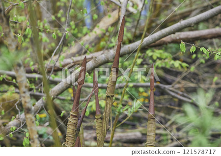 Ancient rusty spears in the forest. Close-up 121578717