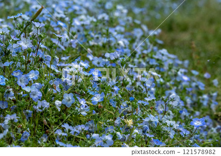 A cluster of nemophila flowers sparkling in the rain and dew 121578982