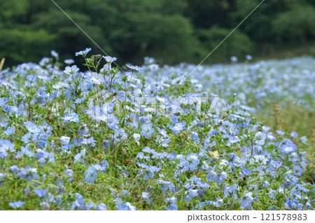 Nemophila flower garden Nemophila flower garden 121578983