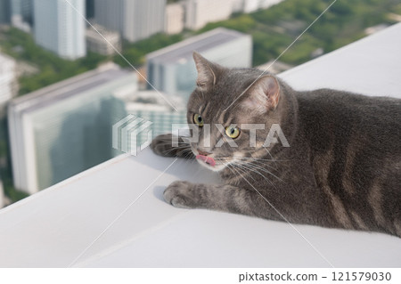 Cat in high place Cat in high place 121579030