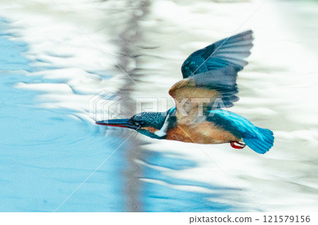 A kingfisher flying over the river 121579156