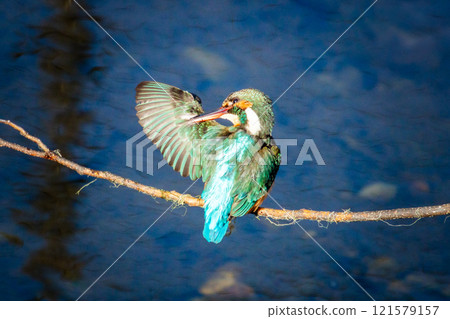 翠鳥美容 翠鳥美容 121579157